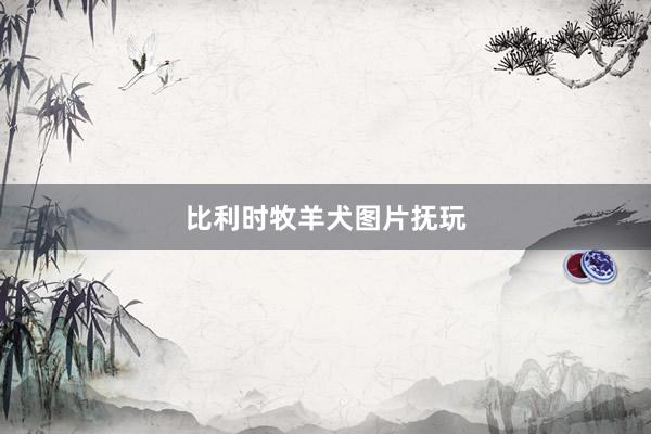 比利时牧羊犬图片抚玩